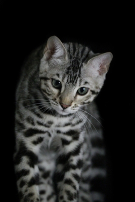 arrow storm chaton bengal silver lors d'un shooting photo de face