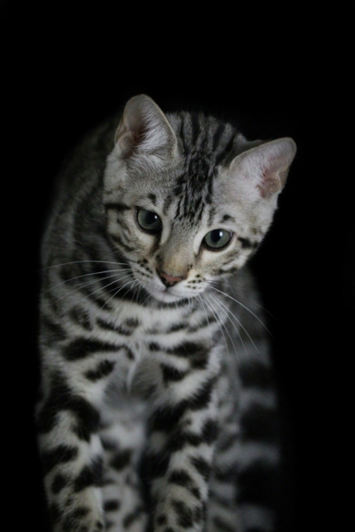 chaton bengal brown qui dort issus de la chatterie pardus dei près de lyon arrow storm chaton bengal silver lors d'un shooting photo de face