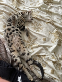 chaton bengal pardus dei insctits au LOOF