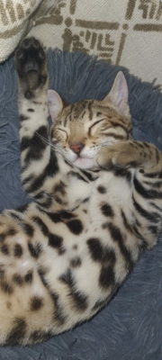 chaton bengal brown qui dort issus de la chatterie pardus dei près de lyon