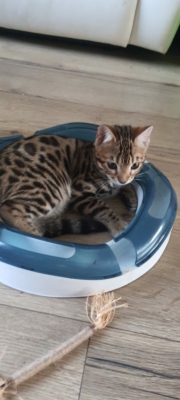 chaton bengal brown très mignon qui joue