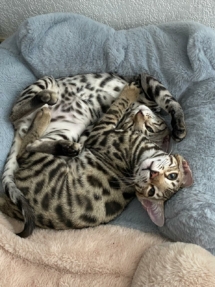 chatons bengal calins