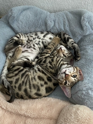 chatons bengal calins