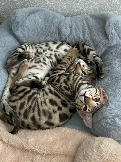 chatons bengal calins chatons bengal calins