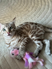 chaton bengal snow sepia insctit au LOOF