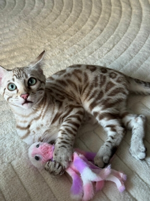 chaton bengal snow sepia insctit au LOOF