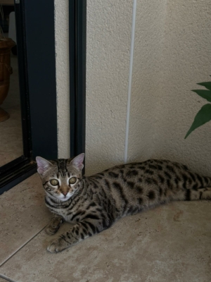 chat bengal brown né à la chatterie pardus dei bengal près de lyon devant une porte