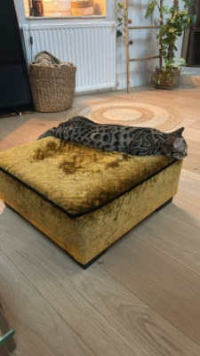 chat bengal brown sur un canapé