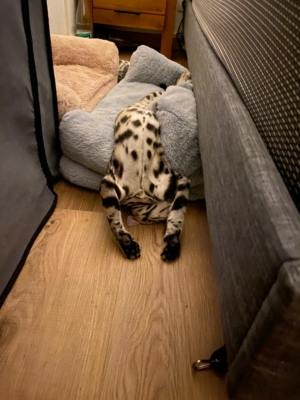 chat bengal brown né à la chatterie pardus dei bengal près de lyon sur le dos
