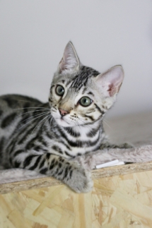 Arrow Strom chaton bengal silver LOOF de l'élevage pardus dei