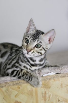 Arrow Strom chaton bengal silver LOOF de l'élevage pardus dei