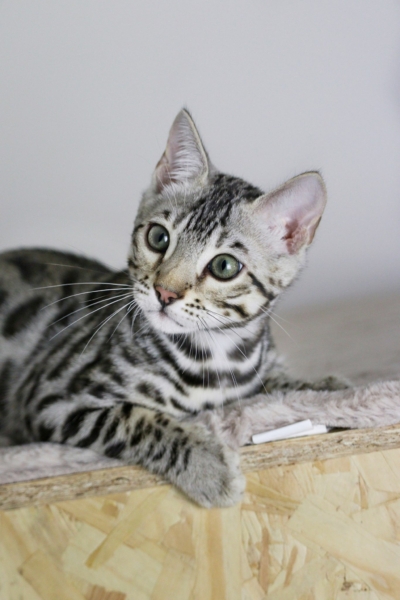 Arrow Strom chaton bengal silver LOOF de l'élevage pardus dei Arrow Strom chaton bengal silver LOOF de l'élevage pardus dei