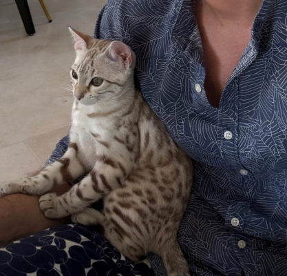 chaton bengal snow sur les genoux