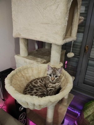 chat bengal snow speiaissus de la chatterie pardus dei près de lyon ldans un arbre a chat