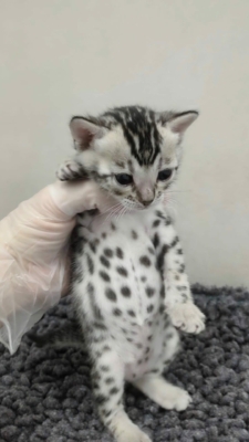 bagheera artic chaton bengal silverissus de la chatterie pardus dei près de lyon de face