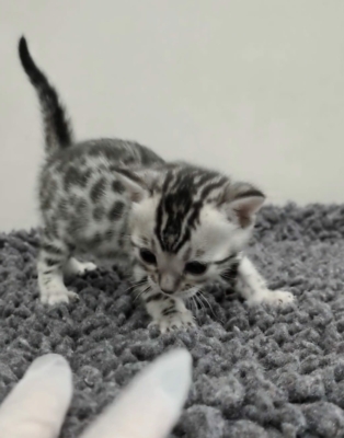 bagheera artic chaton bengal silverissus de la chatterie pardus dei près de lyon qui joue