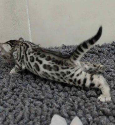 bagheera artic chaton bengal silverissus de la chatterie pardus dei près de lyon de coté