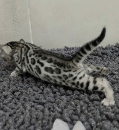 bagheera artic chaton bengal silverissus de la chatterie pardus dei près de lyon de coté