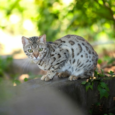 Lullaby chat bengal brown de la chatterie pardus dei près de lyon sur un un rocher de face