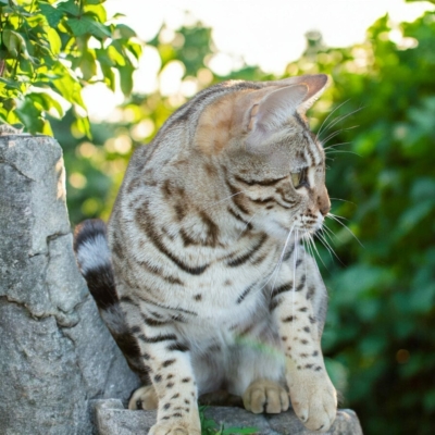 Lullaby chat bengal brown de la chatterie pardus dei près de lyon sur un un rocher de profil