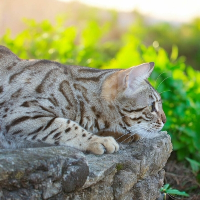 Lullaby chat bengal brown de la chatterie pardus dei près de lyon sur un muret de profil