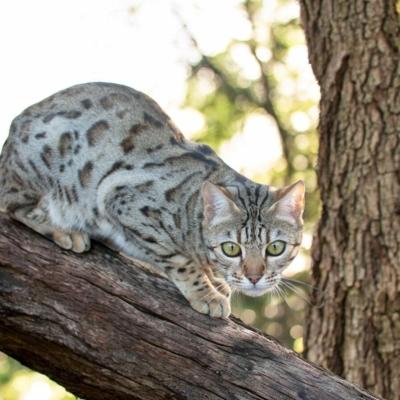 Lullaby chat bengal brown de la chatterie pardus dei près de lyon de dans un arbre