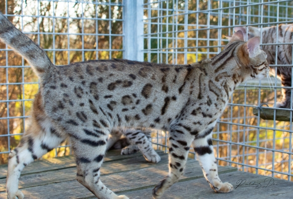 Lullaby chat bengal brown de la chatterie pardus dei près de lyon de debout en extérieur