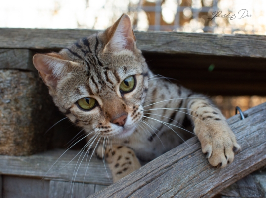 Lullaby chat bengal brown de la chatterie pardus dei près de lyon de face dehors sur une structure en bois