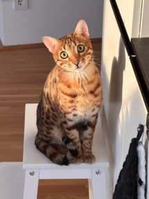 Till infinity chat bengal inscrit au LOOF de la chatterie Pardus Dei