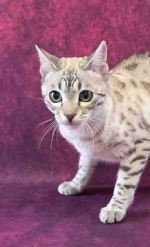 chat bengal mink Xena de la chatterie Pardus Dei