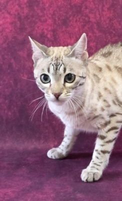 chat bengal mink Xena de la chatterie Pardus Dei