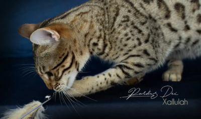 Xallulah 24