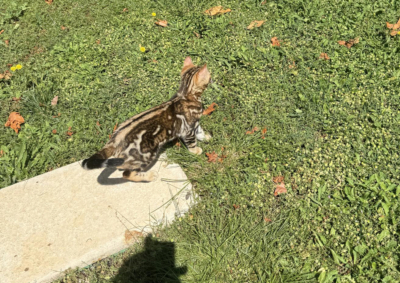 mâle bengal brown marble dans l'herbe née à la chatterie pardus dei près de lyon mâle bengal brown marble dans l'herbe née à la chatterie pardus dei près de lyon