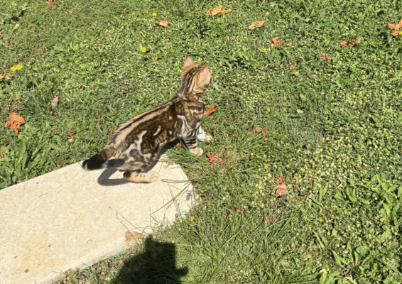 mâle bengal brown marble dans l'herbe née à la chatterie pardus dei près de lyon