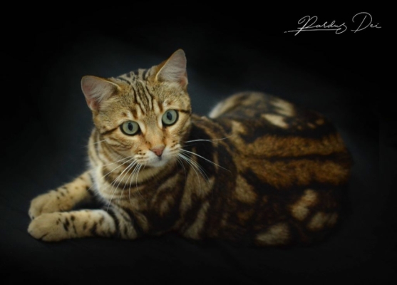 Shalimar chat bengal mâle issus de la chatterie Pardus Dei près de Lyon dans un studio photo sur fond noir debout de coté Shalimar chat bengal mâle issus de la chatterie Pardus Dei près de Lyon dans un studio photo sur fond noir debout de coté