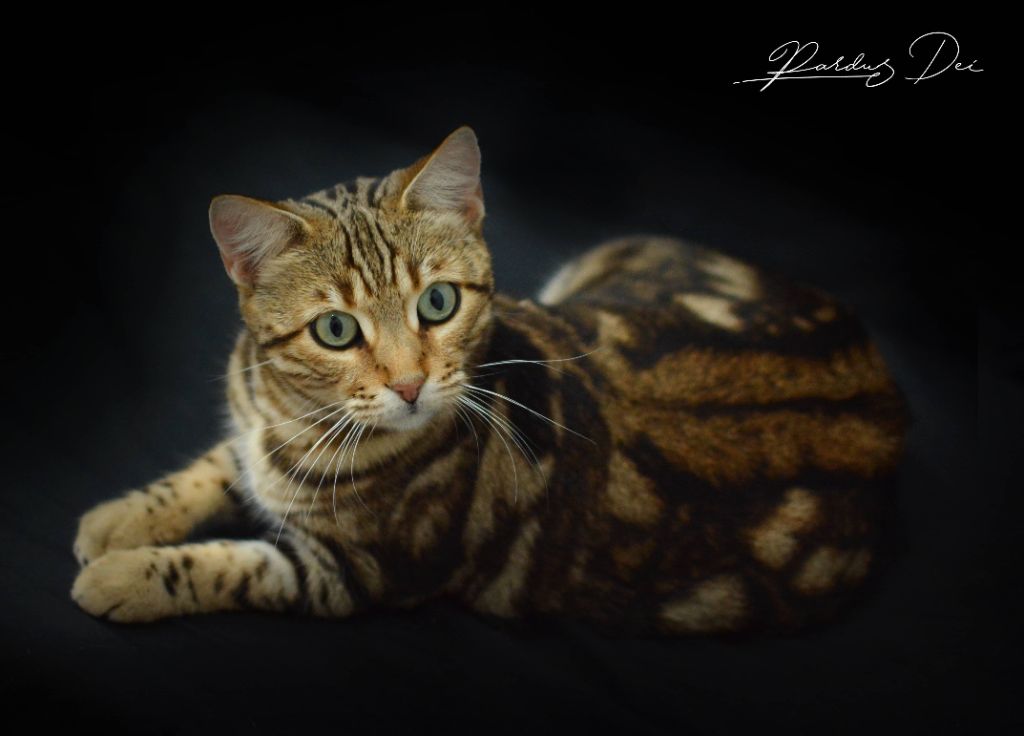Shalimar chat bengal mâle issus de la chatterie Pardus Dei près de Lyon dans un studio photo sur fond noir debout de coté