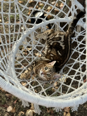 mâle bengal brown marble sur une terrasse née à la chatterie pardus dei près de lyon