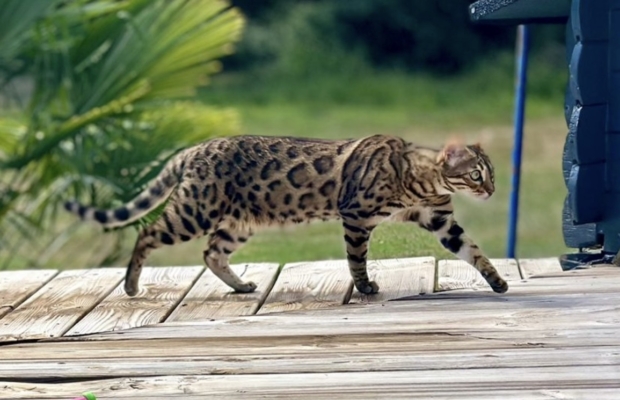 femelle bengal brown sur une terrasse née à la chatterie pardus dei près de lyon