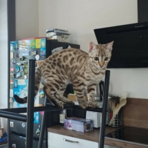 chat bengal sepia de la chatterie Pardus Dei