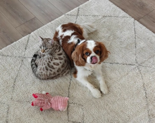 Chaton bengal snow sepia avec un chien de la chatterie pardus dei