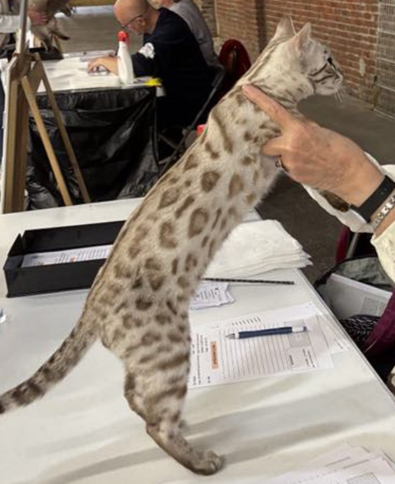 Un chat Bengal Mink en exposition loof