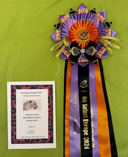 Une cocarde obtenue par un chat bengal à l'eposition préstigieuse on safari europe