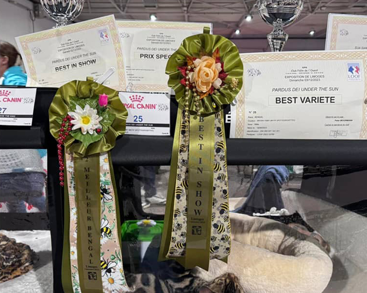 Prix obtenus par un chat Bengal à l'exposition