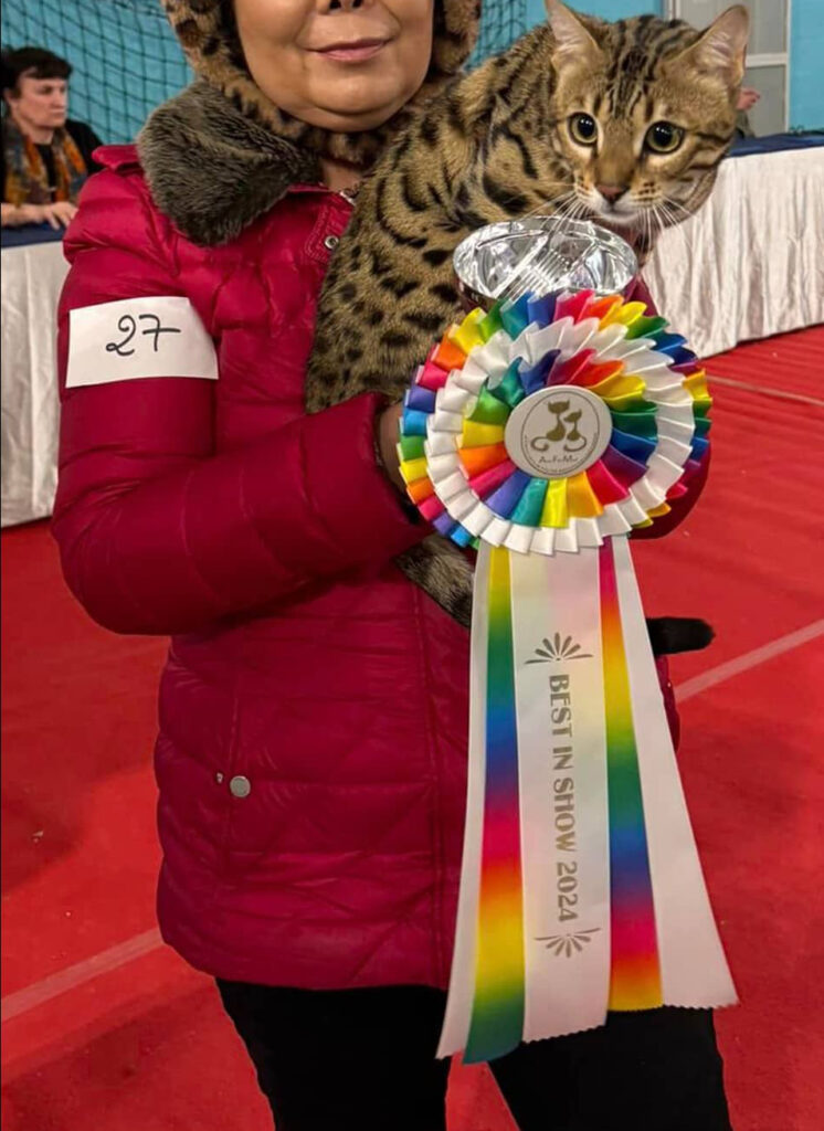 Un chat Bengal en exposition LOOF avec sa cocarde