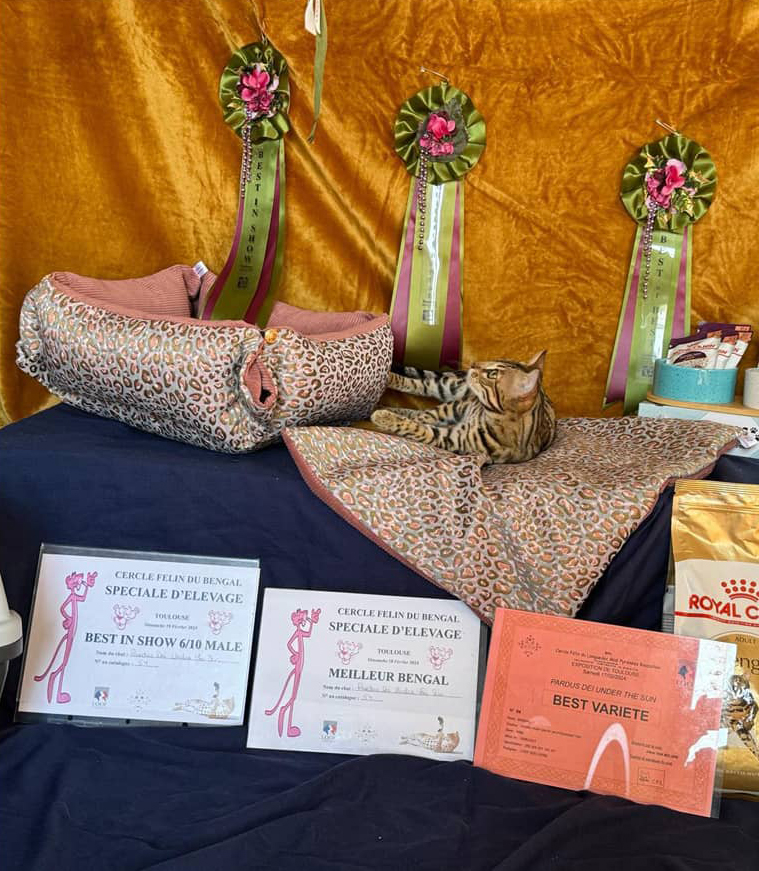 Chat bengal en exposition avec ses récompenses