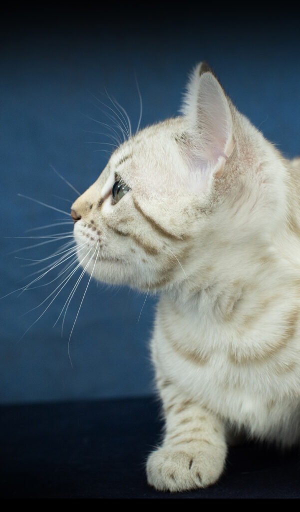 Chaton Bengal Mink de profil