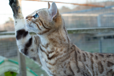 Aurora Borealis chat Bengal Brown de la chatterie Pardus Dei près de Lyon dans un enclos de profil Aurora 14