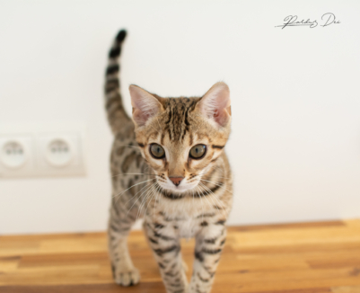 DSC_6648 DSC_6648