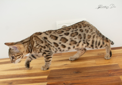 DSC_6660 DSC_6660