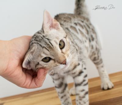 DSC_6917